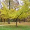 Ginkgo Biloba Horizontalis 2 Ginkgo Biloba Horizontalis -Le Jardin Secret Boutique Ginkgo biloba Horizontalis 1006292 1