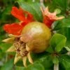 Grenadier à Fruits - Punica Granatum -Le Jardin Secret Boutique Grenadier a fruits 78112 1