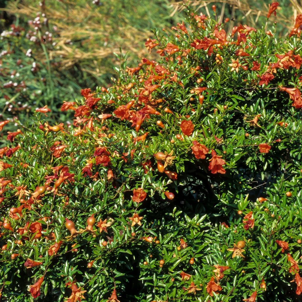 Grenadier Nain - Punica Granatum Chico Ou Nana Gracillissima 3 Grenadier Nain - Punica Granatum Chico Ou Nana Gracillissima