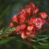 Grevillea Johnsonii -Le Jardin Secret Boutique Grevillea johnsonii 83328 1