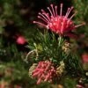 Grevillea Juniperina -Le Jardin Secret Boutique Grevillea juniperina 83329 1