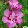 Hibiscus Syriacus Eruption - Althéa Ou Mauve En Arbre 1 Hibiscus Syriacus Eruption - Althéa Ou Mauve En Arbre -Le Jardin Secret Boutique HIBISCUS ERUPTION 761637 1