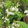 Halesia Carolina - Arbre Aux Cloches D'argent 2 Halesia Carolina - Arbre Aux Cloches D'argent -Le Jardin Secret Boutique Halesia Carolina 9657 1