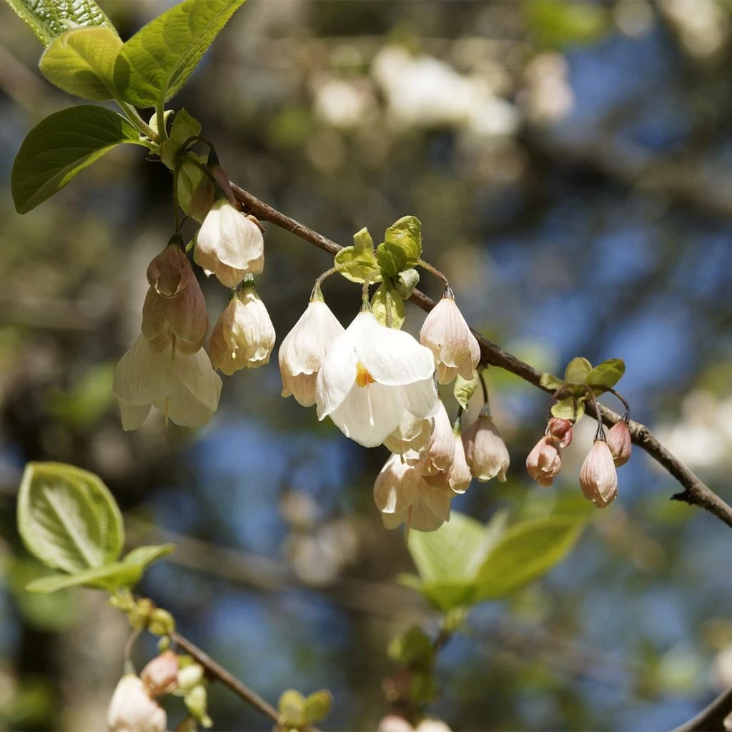 Halesia Carolina UConn - Arbre Aux Cloches D'argent 3 Halesia Carolina UConn - Arbre Aux Cloches D'argent
