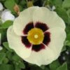 Halimiocistus Wintonensis Merrist Wood Cream -Le Jardin Secret Boutique Halimiocistus wintonensis Merrist Wood Cream 781979 1