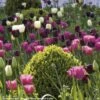 Harmonie De Tulipes Clair Obscur -Le Jardin Secret Boutique Harmonie Clair Obscur Jardin Ulting Wick Clive Nichols MAP 68232 1