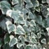 Lierre Des Canaries - Hedera Algeriensis Gloire De Marengo -Le Jardin Secret Boutique Hedera algeriensis Gloire de Marengo 83634 1
