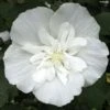 Hibiscus Syriacus White Chiffon - Althéa Blanc Double -Le Jardin Secret Boutique Hibiscus White Chiffon copyright 75441 1 2