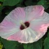 Hibiscus Moscheutos Fujin - Hibiscus Des Marais Nain -Le Jardin Secret Boutique Hibiscus moscheutos Fujin 89522 1