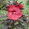 Hibiscus Moscheutos Geant Red - Hibiscus Des Marais En Pot De 1L/1,5L 1 Hibiscus Moscheutos Geant Red - Hibiscus Des Marais En Pot De 1L/1,5L -Le Jardin Secret Boutique Hibiscus moscheutos Geant Red Hibiscus des marais en pot de 1L15L IF 15637 1