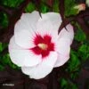 Hibiscus Moscheutos Joli Coeur - Hibiscus Des Marais 2 Hibiscus Moscheutos Joli Coeur - Hibiscus Des Marais -Le Jardin Secret Boutique Hibiscus moscheutos Joli Coeur 100636 1