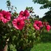 Hibiscus Moscheutos PLANET Griotte - Hibiscus Des Marais -Le Jardin Secret Boutique Hibiscus moscheutos PLANET Griotte TANGRI 82331 1