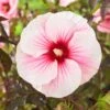 Hibiscus Moscheutos Pink Candy - Hibiscus Des Marais -Le Jardin Secret Boutique Hibiscus moscheutos Pink Candy 100637 1