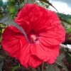 Hibiscus Moscheutos Red Wine - Hibiscus Des Marais -Le Jardin Secret Boutique Hibiscus moscheutos Red Wine 100639 1