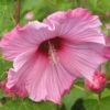 Hibiscus Moscheutos Sweet Caroline - Hibiscus Des Marais -Le Jardin Secret Boutique Hibiscus moscheutos Sweet Caroline 83350 1