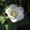 Hibiscus Syriacus Diana - Althéa Blanc 2 Hibiscus Syriacus Diana - Althéa Blanc -Le Jardin Secret Boutique Hibiscus syriacus Diana 88712 1