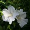Hibiscus Syriacus Eléonore - Althéa Simple, Blanc Pur -Le Jardin Secret Boutique Hibiscus syriacus Eleonore 82325 1
