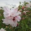 Hibiscus Syriacus Leopoldii - Althea En Arbre -Le Jardin Secret Boutique Hibiscus syriacus Leopoldii 100642 1