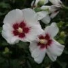 Hibiscus Syriacus Shintaeyang - Althéa Blanc à Coeur Rouge Cerise -Le Jardin Secret Boutique Hibiscus syriacus Shintaeyang 81338 1