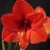 Amaryllis Orange Souvereign -Le Jardin Secret Boutique Hippeastrum orange souvereign ld ukhviid 56964 1