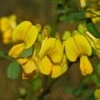 Coronilla Emerus (Hippocrepis) - Coronille Des Jardins 2 Coronilla Emerus (Hippocrepis) - Coronille Des Jardins -Le Jardin Secret Boutique Hippocrepis Coronilla emerus 84096 1