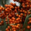 Hippophae Rhamnoides Friesdorfer Orange - Argousier -Le Jardin Secret Boutique Hippophae rhamnoides Friesdorfer Orange 82925 1