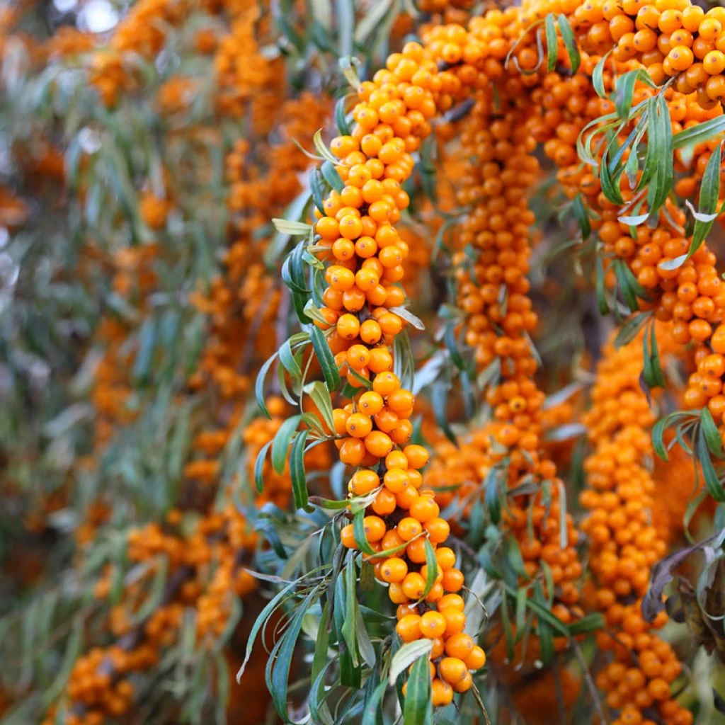 Hippophae Rhamnoides Orange Energy - Argousier 3 Hippophae Rhamnoides Orange Energy - Argousier