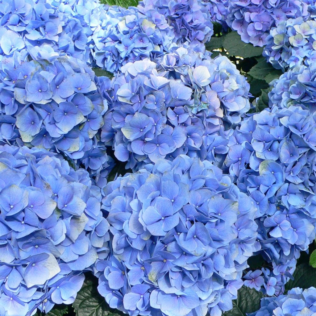 Hortensia - Hydrangea Macrophylla Bodensee 3 Hortensia - Hydrangea Macrophylla Bodensee