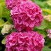 Hortensia - Hydrangea Macrophylla Pink Pop -Le Jardin Secret Boutique Hortensia Hydrangea macrophylla Pink Pop Music Collection copyright 183421 1