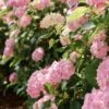 Hortensia - Hydrangea Macrophylla Soft Pink Salsa -Le Jardin Secret Boutique Hortensia Hydrangea macrophylla Soft Pink Salsa Music Collection copyright 183431 1