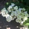 Hortensia - Hydrangea Serrata White On White -Le Jardin Secret Boutique Hortensia Hydrangea serrata White on White IF 182991 1