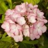 Hortensia - Hydrangea Macrophylla Sabrina -Le Jardin Secret Boutique Hortensia Sabrina 67872 1