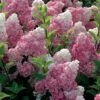 Hydrangea Paniculata Vanille Fraise - Hortensia Paniculé -Le Jardin Secret Boutique Hortensia Vanille Fraise Pot de C10L 82017 1