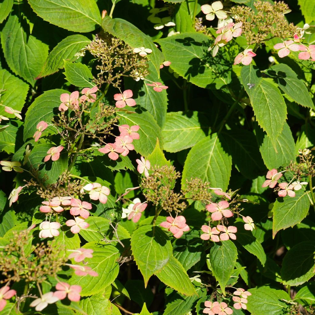 Hydrangea Paniculata Dharuma - Hortensia Paniculé 3 Hydrangea Paniculata Dharuma - Hortensia Paniculé