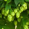 Houblon HOPS (Humulus) - Véritable Houblon De Brassage -Le Jardin Secret Boutique Houblon HOPS Humulus Veritable houblon de brassage copyright 17596 1