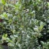 Houx - Ilex X Meserveae Heckenpracht 2 Houx - Ilex X Meserveae Heckenpracht -Le Jardin Secret Boutique Houx Ilex x meserveae Heckenpracht V 1001281 1