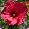 Hibiscus Moscheutos Rouge -Le Jardin Secret Boutique Hubiscus moschetos rouge copyright 846041 1