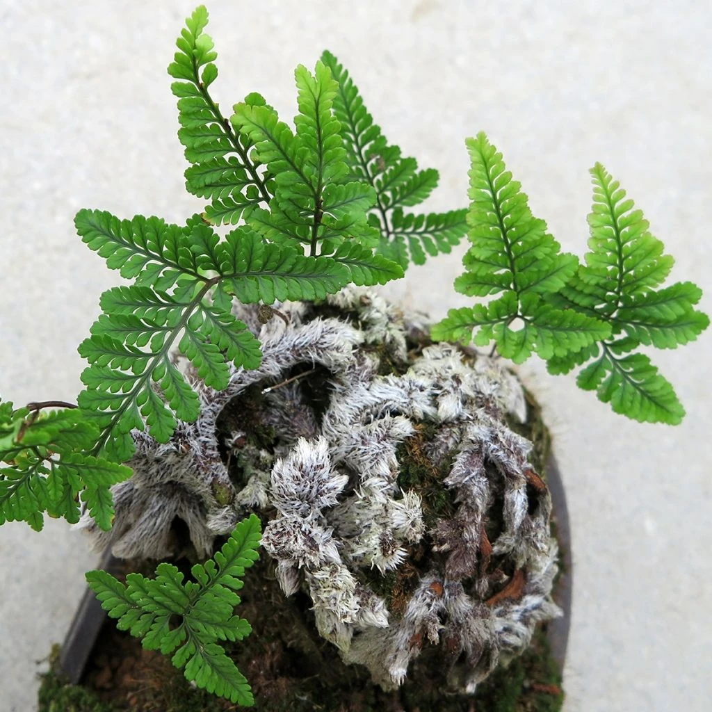 Humata Tyermannii - Fougère Patte De Lapin 3 Humata Tyermannii - Fougère Patte De Lapin