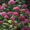 Hortensia Arborescens Bella Anna 2 Hortensia Arborescens Bella Anna -Le Jardin Secret Boutique Hydrangea Bella Anna 67833 2