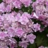 Hortensia - Hydrangea Macrophylla You And Me Forever -Le Jardin Secret Boutique Hydrangea You Me Forever 78224 1