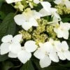 Hortensia - Hydrangea Angustipetala Golden Crane -Le Jardin Secret Boutique Hydrangea angustipetala Golden Crane 86462 1