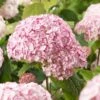 Hortensia Arborescens Candybelle® Bubblegum 2 Hortensia Arborescens Candybelle® Bubblegum -Le Jardin Secret Boutique Hydrangea arborescens Candybelle Bubblegum 89524 1