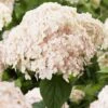Hortensia Arborescens Candybelle Marshmallow -Le Jardin Secret Boutique Hydrangea arborescens Candybelle Marshmallow 89525 1