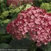 Hortensia Arborescens Ruby Annabelle 1 Hortensia Arborescens Ruby Annabelle -Le Jardin Secret Boutique Hydrangea arborescens Invincibelle Ruby 83730 1