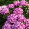 Hortensia - Hydrangea Macrophylla Benelux (rose) -Le Jardin Secret Boutique Hydrangea macrophylla Benelux rose 85238 1