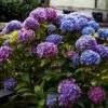 Hortensia - Hydrangea Macrophylla Blauer Zwerg -Le Jardin Secret Boutique Hydrangea macrophylla Blauer Zwerg 88323 1