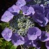 Hortensia - Hydrangea Macrophylla Blaumeise -Le Jardin Secret Boutique Hydrangea macrophylla Blaumeise 85453 1 1