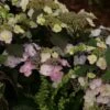 Hortensia - Hydrangea Macrophylla Blueberry Cheesecake -Le Jardin Secret Boutique Hydrangea macrophylla Blueberry Cheesecake 81576 1