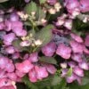 Hortensia - Hydrangea Macrophylla Dark Angel Purple (Black Diamonds) -Le Jardin Secret Boutique Hydrangea macrophylla Dark Angel Purple 83181 1