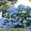 Hortensia - Hydrangea Macrophylla Endless Summer The Original (bleu) 2 Hortensia - Hydrangea Macrophylla Endless Summer The Original (bleu) -Le Jardin Secret Boutique Hydrangea macrophylla Endless Summer The Original bleu 85452 1